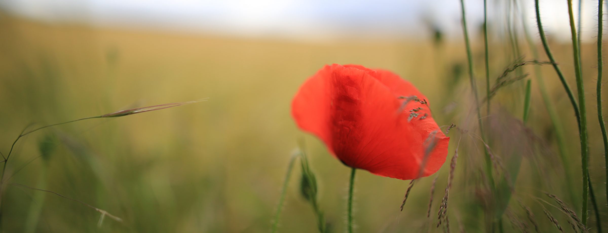 Poppy by Pascal Volk - used under Creative Commons License