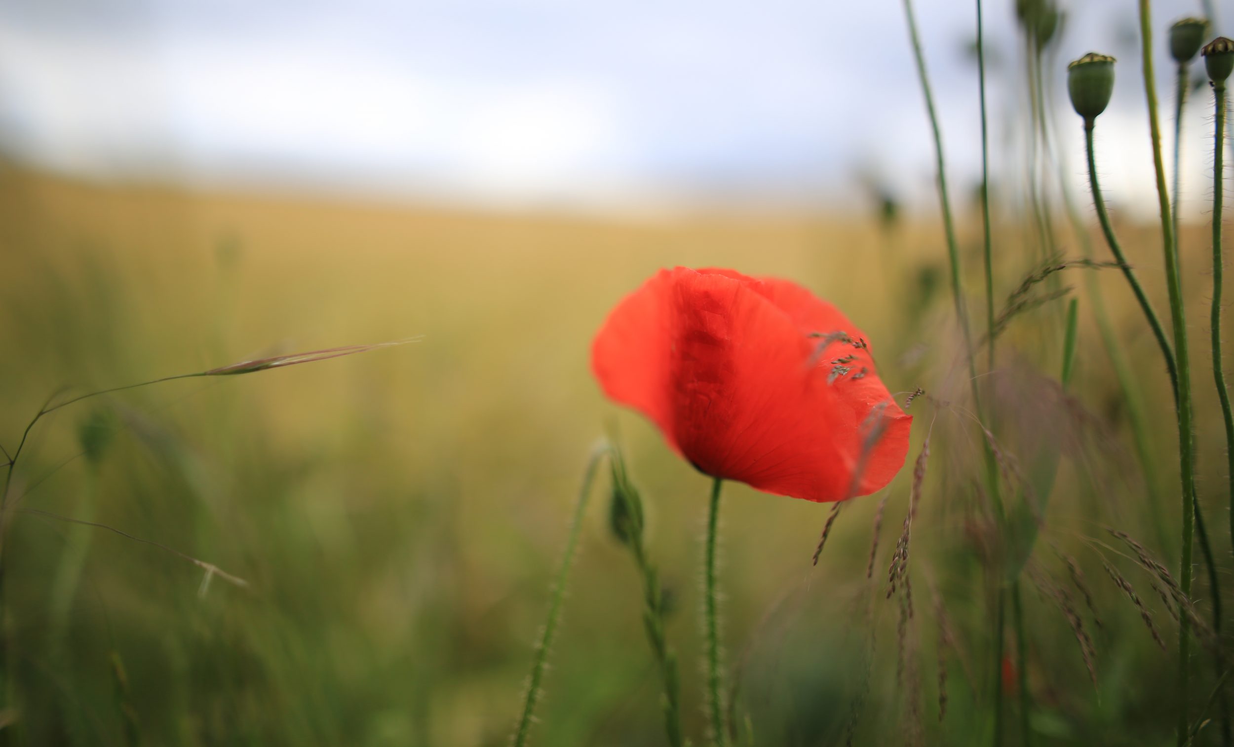 Poppy by Pascal Volk - used under Creative Commons License